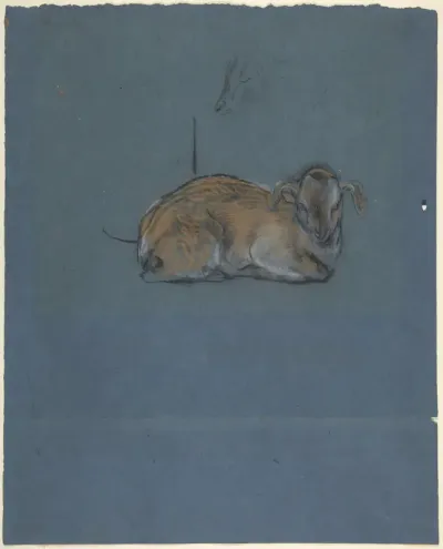 Studies of a young goat
