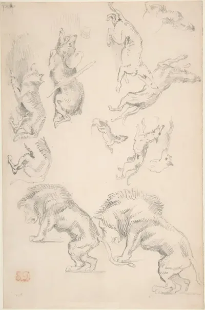 Studies of Animals