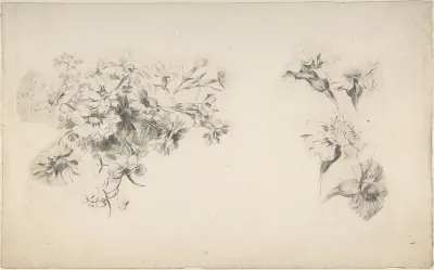 Studies of Flowers