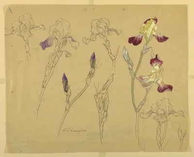 Studies of Irises