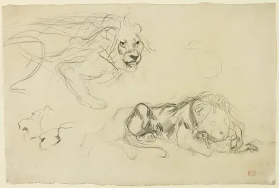 Studies of Lions
