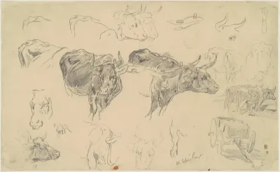 Studies of Oxen