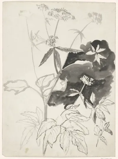 Studies of Plants