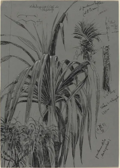 Studies of Screwpines from Madagascar