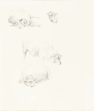Studies of Sheep