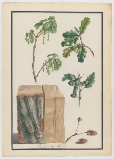 Studies of the blossoms, fruits and trunk of an English oak (Quercus robur)