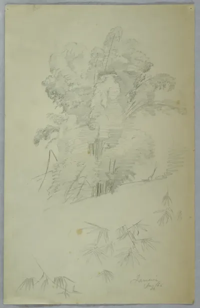 Studies of Trees and Boughs, Jamaica