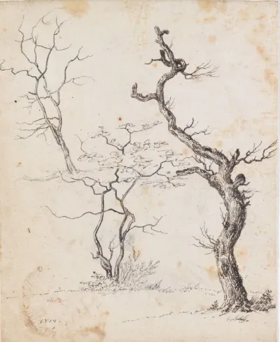 Studies of trees