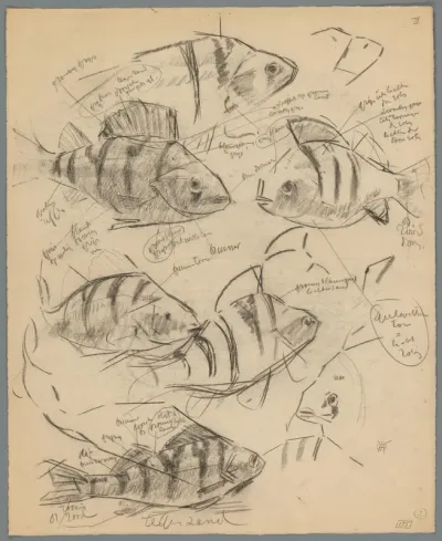 Studies van baarzen