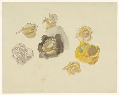 Studies van bloemen in geel