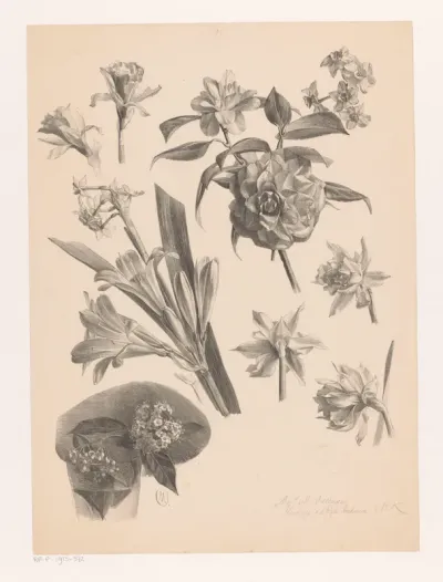 Studies van bloemen