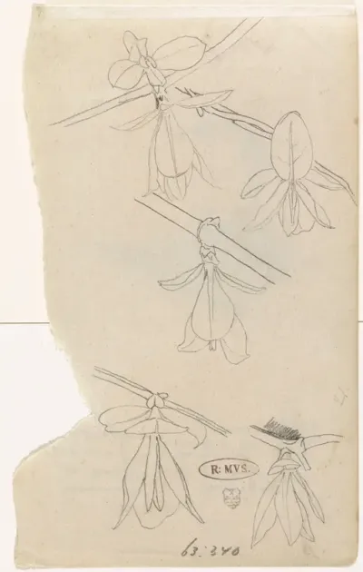 Studies van de bloem van de magnolia