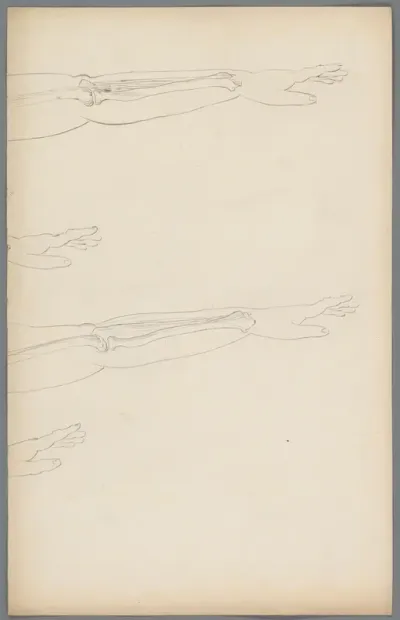 Studies van de botten in een arm