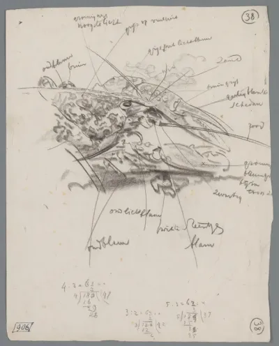 Studies van de kop en scharen van een kreeft