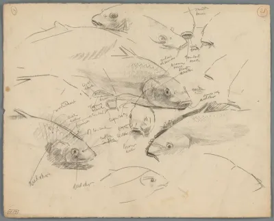 Studies van de koppen van karpers