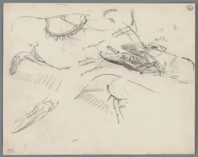 Studies van de scharen en het pantser van kreeften