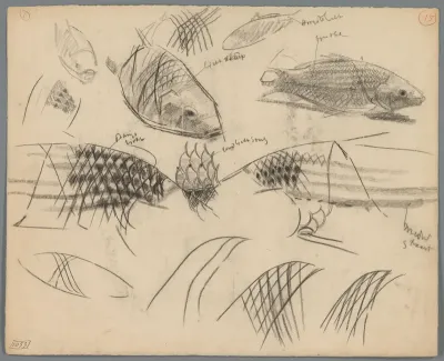 Studies van de schubben van karpers