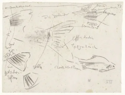 Studies van de staart van een vis, met kleurnotities