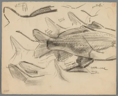 Studies van de staarten van karpers