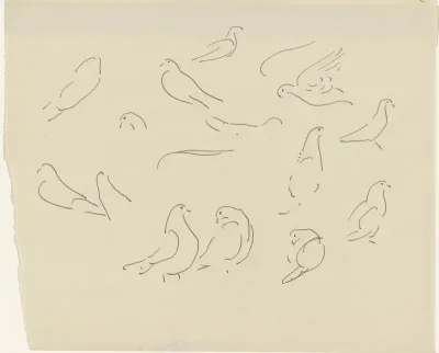 Studies van duiven
