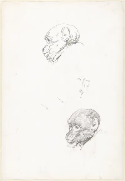 Studies van een apenkop