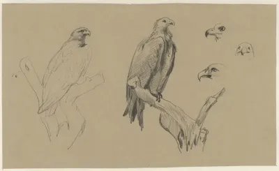 Studies van een arend