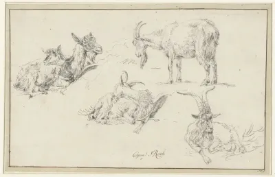 Studies van een bok