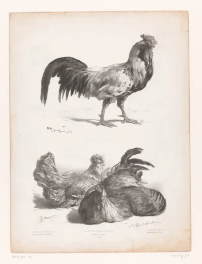 Studies van een haan en twee kippen