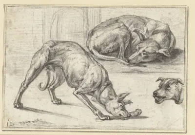 Studies van een hond