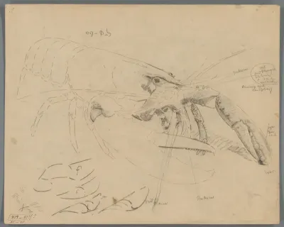 Studies van een kreeft
