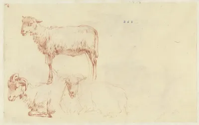 Studies van een schaap, liggend en staand