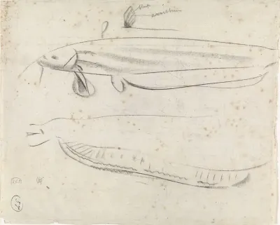 Studies van een sidderaal