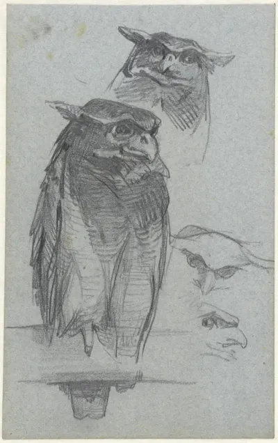 Studies van een uil