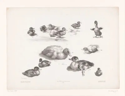 Studies van eenden en eendenkuikens