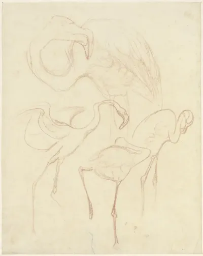 Studies van flamingo's
