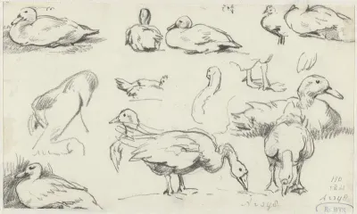 Studies van ganzen en eenden