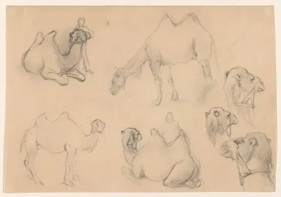 Studies van kamelen