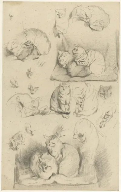 Studies van katten