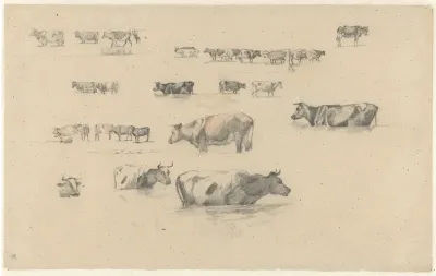 Studies van koeien