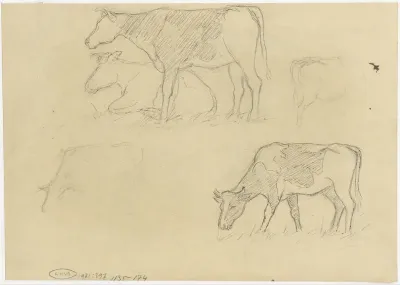 Studies van koeien