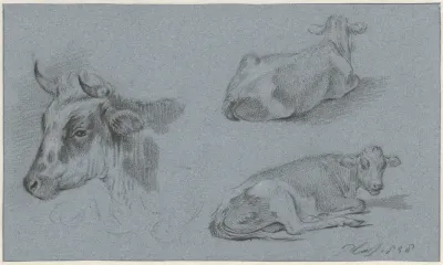 Studies van koeien
