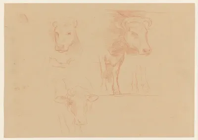 Studies van koeien