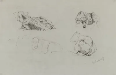 Studies van koeien