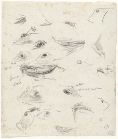 Studies van koppen van ponen