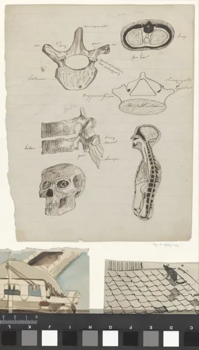 Studies van menselijke anatomie