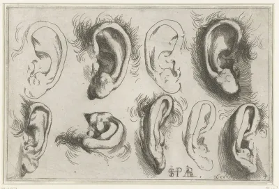 Studies van oren