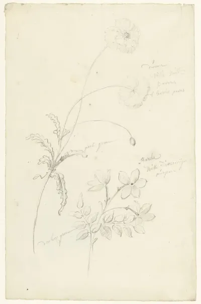Studies van papaver en jasmijn