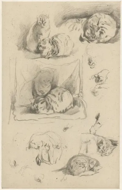 Studies van poezen