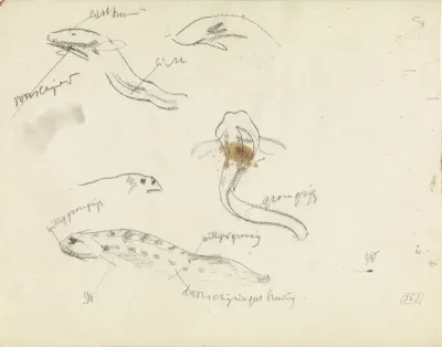 Studies van puitaal