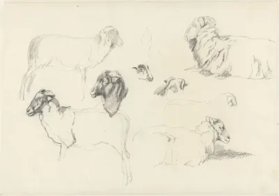 Studies van schapen